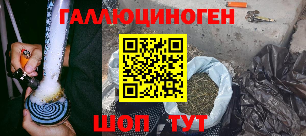 Галлюциногенные грибы Psilocybe Буйнакск